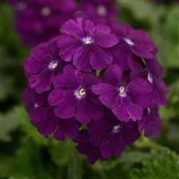 Firehouse™ Purple Verbena