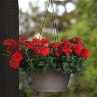 Firehouse™ Red Verbena