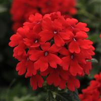 Firehouse™ Red Verbena