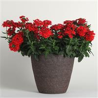 Firehouse™ Red Verbena