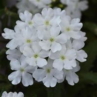 Firehouse™ White Verbena