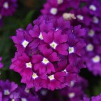 Firehouse™ Violet Wink Verbena