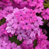 Firehouse™ Light Pink Improved Verbena