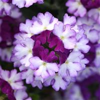 Firehouse™ Purple Fizz Verbena