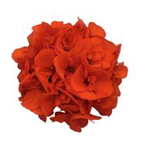 Dynamo™ Orange Zonal Geranium