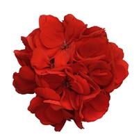 Dynamo™ Red Zonal Geranium