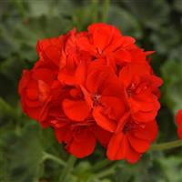 Dynamo™ Scarlet Zonal Geranium