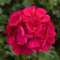 Dynamo™ Violet Zonal Geranium