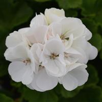 Dynamo™ White Zonal Geranium