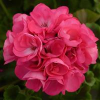 Dynamo™ Hot Pink Zonal Geranium