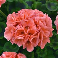 Dynamo™ Salmon Improved Zonal Geranium