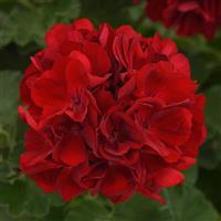 Dynamo™ Dark Red Zonal Geranium