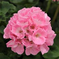 Dynamo™ Light Pink Zonal Geranium