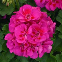 Dynamo™ Purple Sizzle Zonal Geranium