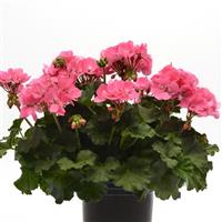 Fantasia<sup>®</sup> Pink Zonal Geranium