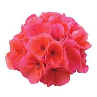 Fantasia<sup>®</sup> Salmon Zonal Geranium