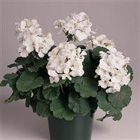 Fantasia<sup>®</sup> White Zonal Geranium