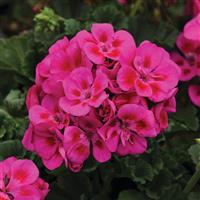 Fantasia<sup>®</sup> Purple Sizzle Zonal Geranium