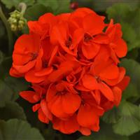 Galaxy™ Orange Zonal Geranium