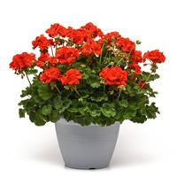 Galaxy™ Orange Zonal Geranium