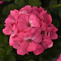 Galaxy™ Pink Zonal Geranium