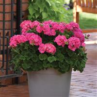 Galaxy™ Pink Zonal Geranium