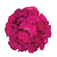 Galaxy™ Purple Zonal Geranium