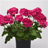 Galaxy™ Purple Zonal Geranium