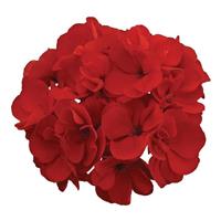 Galaxy™ Red Zonal Geranium