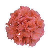 Galaxy™ Salmon Zonal Geranium