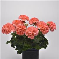 Galaxy™ Salmon Zonal Geranium