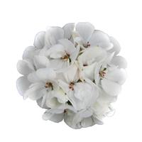 Galaxy™ White Zonal Geranium