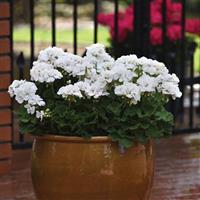 Galaxy™ White Zonal Geranium