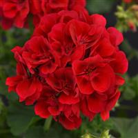 Galaxy™ Raspberry Sizzle Zonal Geranium