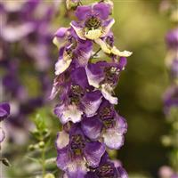 AngelDance™ Violet Bicolor Angelonia