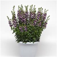 AngelDance™ Violet Bicolor Angelonia