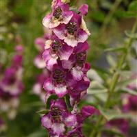 AngelDance™ Fuchsia Bicolor Angelonia