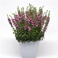 AngelDance™ Fuchsia Bicolor Angelonia