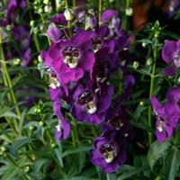 Angelissa™ Purple Angelonia