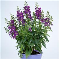 Angelissa™ Purple Angelonia