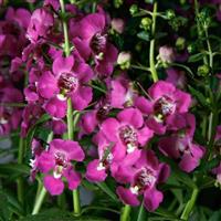 Angelissa™ Rose Angelonia