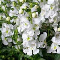 Angelissa™ White Angelonia