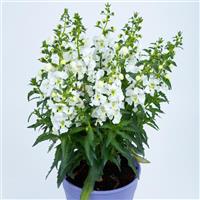 Angelissa™ White Angelonia