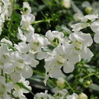 AngelMist<sup>®</sup> Spreading White Angelonia