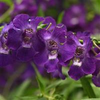 AngelMist<sup>®</sup> Spreading Dark Purple Angelonia