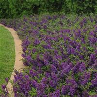 AngelMist<sup>®</sup> Spreading Dark Purple Angelonia