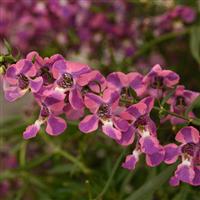 AngelMist<sup>®</sup> Spreading Berry Sparkler Angelonia