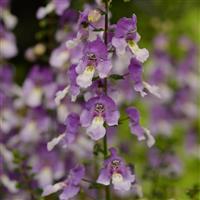 Archangel™ Blue Bicolor Angelonia