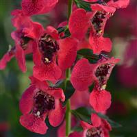 Archangel™ Cherry Red Angelonia