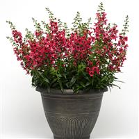 Archangel™ Cherry Red Angelonia